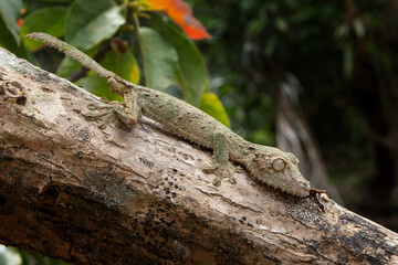 Uroplatus sikorae on the tree trunk in Madagascar. Mossy leaf tailed gecko is hiding in the forest. Gecko with perfect camouflage