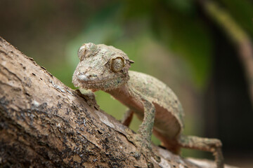 Uroplatus sikorae on the tree trunk in Madagascar. Mossy leaf tailed gecko is hiding in the forest. Gecko with perfect camouflage