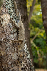 Obraz premium Common flat tail gecko on the tree trunk in Madagascar. Uroplatus fimbriatus is hiding in the forest. Gecko with perfect camouflage