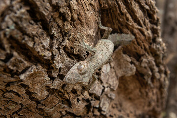Uroplatus sikorae on the tree trunk in Madagascar. Mossy leaf tailed gecko is hiding in the forest. Gecko with perfect camouflage