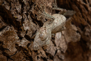Uroplatus sikorae on the tree trunk in Madagascar. Mossy leaf tailed gecko is hiding in the forest. Gecko with perfect camouflage