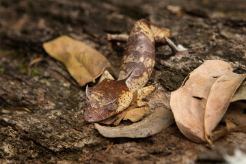 Satanic leaf tailed gecko on the ground in Madagascar. Uroplatus phantasticus is hiding on the leaves. Gecko who look like leaves. 