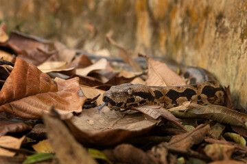 Acrantophis madagascariensis is slithering among dry leaves in Madagascar. Madagascar ground boa in the forest. Brown boa in Madagascar park.