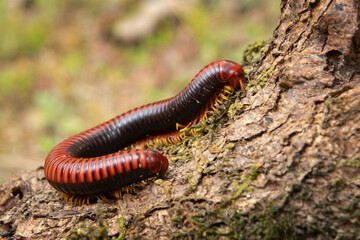 Millipede is resting on the treetrung in Madagascar. Aphistogoniulus corallipes in the forest. Red insect with a lot off legs. 