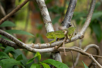 Perinet chameleon on the branch in Madagascar national park. Calumma gastrotaenia is slowly walking in the forest. Animals who can change the color of the skin. 
