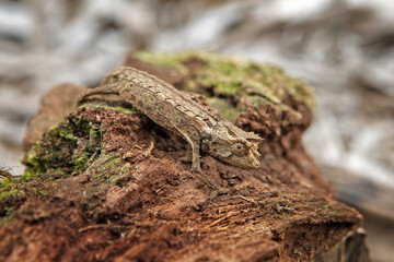 Brookesia thieli on the ground in Madagascar national park. Domergue leaf chameleon is slowly walking in the forest. Animals who can change the color of the skin. 