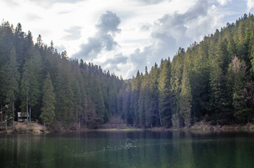 lake in the forest