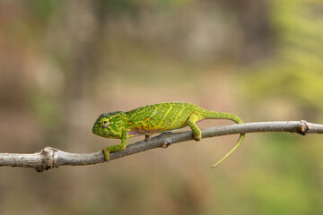 Lesser chameleon on the branch in Madagascar national park. Furcifer minor is slowly walking in the...