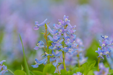 エゾエンゴサク