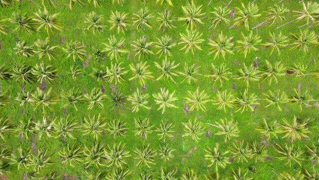 Coconut palm tree forest aerial top view. Aerial Top Down Flyover Shot.