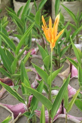 Fototapeta premium Orange Heliconia flower plant on farm