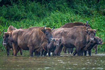 The European Bison, Wisent, Bison bonasus. Wild animal in its habitat in the Bieszczady Mountains in the Carpathians, Poland.