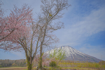 真狩神社