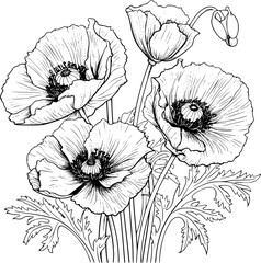 Papaver