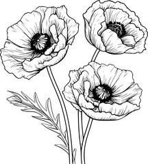 Papaver