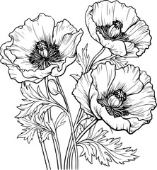 Papaver