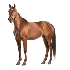 brown horse looking isolated on white