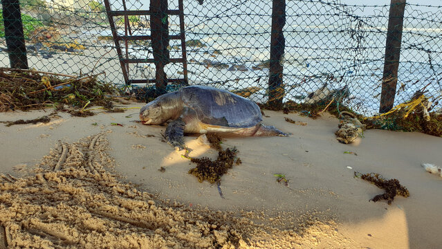 Large Turtle found dead and decaying at Mannar Sri Lanka following extensive sea water pollution.