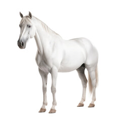 white horse looking isolated on white