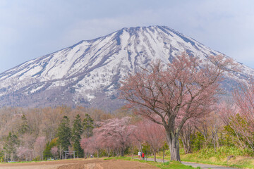 Obraz premium 真狩神社