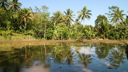 Obraz premium The rice fields are flooded with water before planting rice