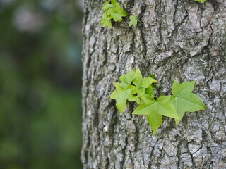落葉樹　モミジバフウの幹と葉