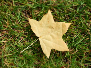 落葉樹　モミジバフウの落ち葉