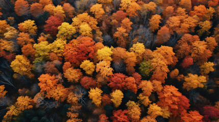 Top down drone photo of autumn trees and evergreen trees in North America 