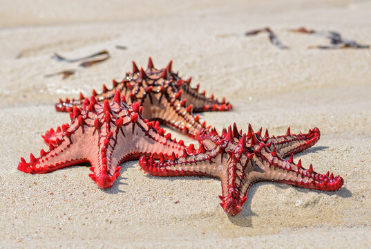 Red knob sea star - Protoreaster lincki, beautiful large colored sea star from Indian ocian coasts and reefs, Zanzibar.