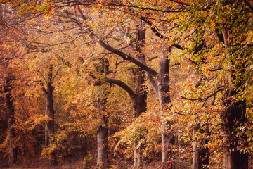Beech woods with colorful autumn leaves at fall