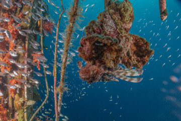 Coral reef and water plants in the Red Sea, Eilat Israel
