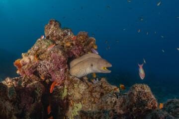 Moray eel Mooray lycodontis undulatus in the Red Sea, Eilat Israel
