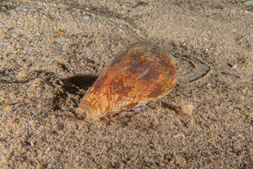 Sea snails in the Red Sea Colorful and beautiful, Eilat Israel
