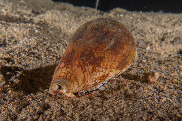 Sea snails in the Red Sea Colorful and beautiful, Eilat Israel
