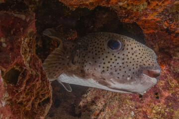 Fish swimming in the Red Sea, colorful fish, Eilat Israel
