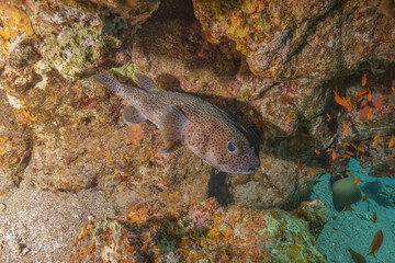 Fish swimming in the Red Sea, colorful fish, Eilat Israel
