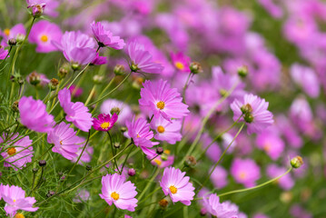 秋桜咲き誇るのは七飯リンゴ農園