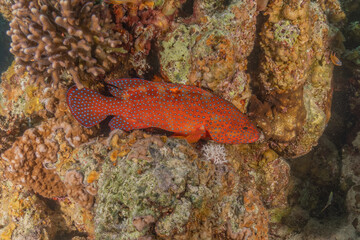 Fish swimming in the Red Sea, colorful fish, Eilat Israel
