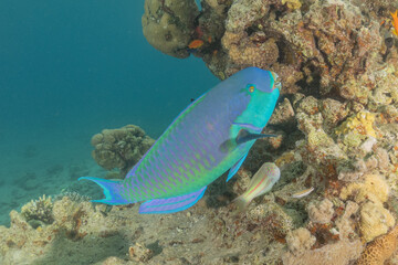 Fish swimming in the Red Sea, colorful fish, Eilat Israel
