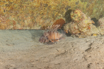 Lion fish in the Red Sea colorful fish, Eilat Israel
