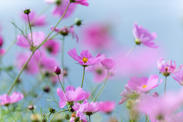 Obraz premium 秋桜咲き誇るのは七飯リンゴ農園