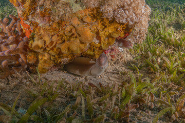 Obraz premium Coral reef and water plants in the Red Sea, Eilat Israel 