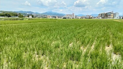 Obraz premium rice field, japan, kyoto