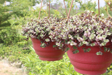 Succulent Callisia repens gold leaf plant on hanging pot