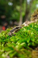 Close-up small frog hiding on the green grass.