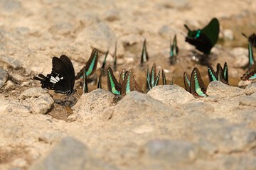 One of the black butterflies drinks water with other different color butterflies, selective focus.