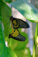 Two butterflies mating on a green leaf.