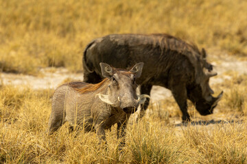 Young warthog facing camera