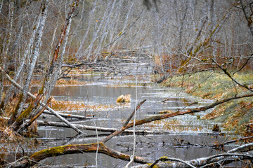 River on the sides of which grow withered trees of gray color