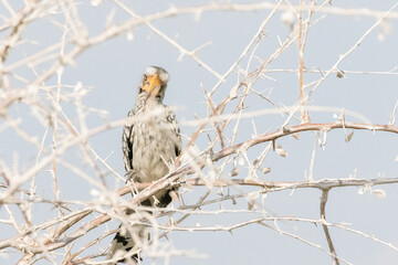 Yellowbilled hornbill facing camera